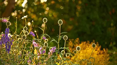 Pflanzen im Sonnenlicht