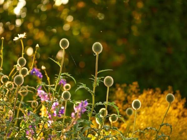 Sommerfeeling im Garten